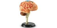 Modèle d'Anatomie - Cerveau